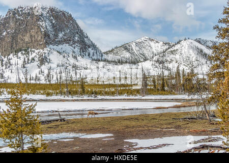 Einsamer Elch im Yellowstone-Nationalpark, Wyoming, USA. Stockfoto