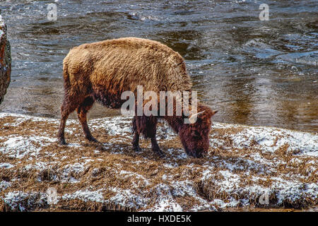 Einsamer Bisons grasen im Yellowstone Park. Stockfoto