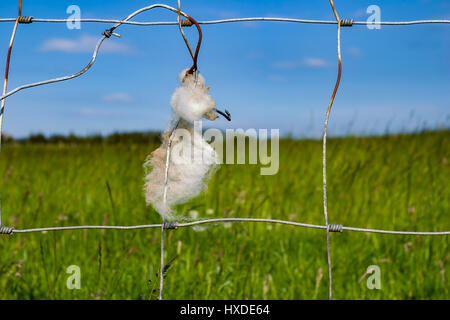 Schaf Wolle auf einem Drahtzaun Snaged. Stockfoto