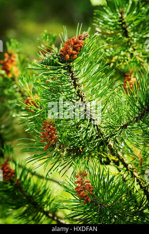 Nadelbaum Zapfen. Schotten oder Föhre Pinus Sylvestris männlichen Pollen Blüten auf einem Baum wächst in immergrünen Nadelwald. Pommern, Polen. Stockfoto