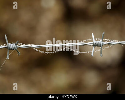 Nahaufnahme von glitzernden Wassertropfen durch Nebel gebildet Halskette wirken auf Stränge der Schafwolle auf Stacheldraht gefangen Stockfoto