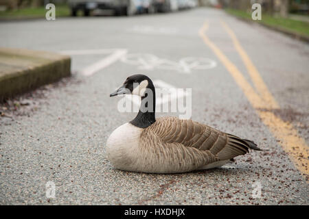 Kanadische graue Gans ruhenden Straße Stockfoto