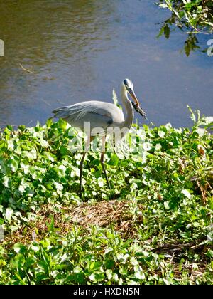 Great Blue Heron (Ardea Herodias), stehend, mit mit Fisch aufgespießt auf seinen Schnabel und Wind weht Vogel Federn. Paynes Prairie Preserve, FL, USA Stockfoto