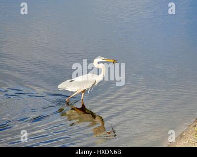 Great Blue Heron (Ardea Herodias) Schritt mit aufgespießtem Fisch am Ende seine Rechnung. Braune Wasser mit Wellen. Paynes Prairie Preserve, Florida, USA Stockfoto