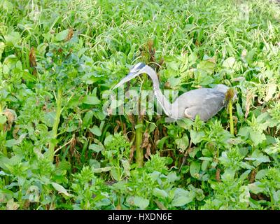 Great Blue Heron (Ardea Herodias) umgeben von hohen, grünen Vegetation und balanciert, um auf Beute zu schlagen. Paynes Prairie Preserve State Park, Florida, USA Stockfoto