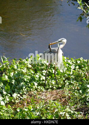 Great Blue Heron (Ardea Herodias), stehend, mit mit Fisch aufgespießt auf seinen Schnabel und Wind weht Vogel Federn. Paynes Prairie Preserve, FL, USA Stockfoto