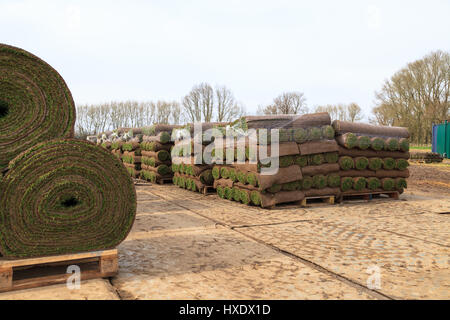 Gewerbliche Produktionsrollen von Rasengrasfeldern, kent, großbritannien Stockfoto