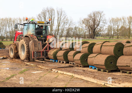 Gewerbliche Produktionsrollen von Rasengrasfeldern, kent, großbritannien Stockfoto
