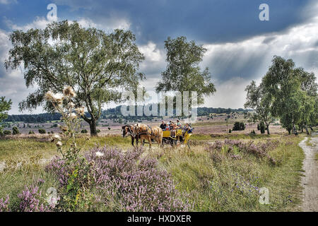 Beförderung in der Lüneburger Heide, Kutsche in der Lueneburger Heide Stockfoto