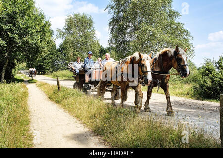 Kutschen in der Lüneburger Heide, Pferdekutschen in der Lueneburger Heide Stockfoto