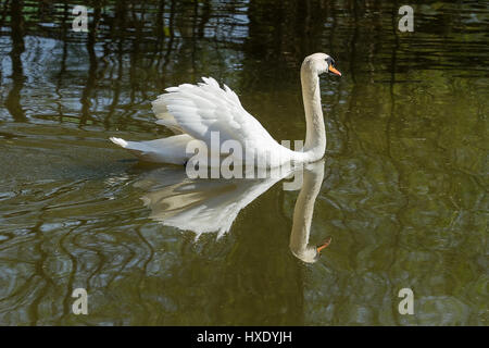 Foto von einem erwachsenen männlichen Höckerschwan Schwimmen mit seinem Spiegelbild im Wasser Stockfoto