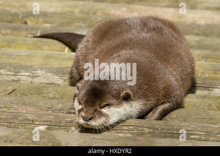Foto von eine glatte beschichtete Otter schlafen Stockfoto