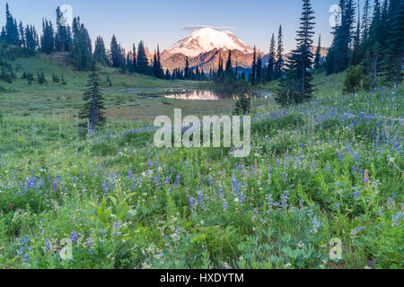 Mount Rainier bei Sonnenaufgang aus Wildblumen Hügel am Tipsoo See Stockfoto