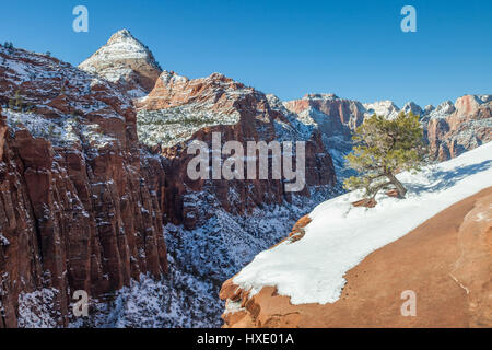 Winterschnee im Zion Nationalpark, Utah Stockfoto