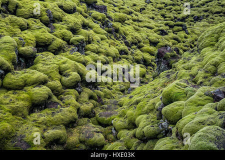 Moss ist die erste organische Substanz auf die Lavafelder Islands zu wachsen. Stockfoto