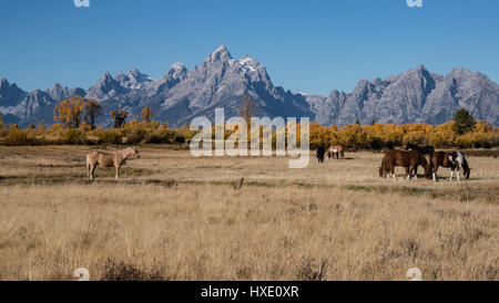 Pferde grasen im Tal in Grand Teton Nationalpark Stockfoto