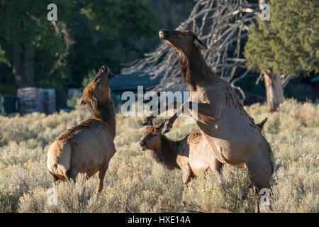 Weibliche Elche kämpfen während der Brunft im Yellowstone-Nationalpark, Wyoming Stockfoto