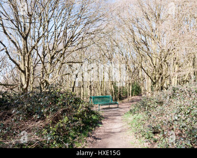 Ein Wald mit einer Bank in der Mitte gedreht Stockfoto