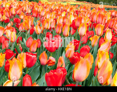 Ein Feld von rot, orange und gelbe Tulpen. Stockfoto