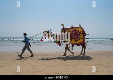 Ein Kamel in einem Meeresstrand Stockfoto