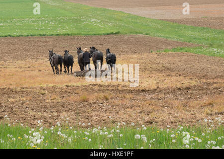 Amische Mann pflügen ein Feld mit einem Team von Pferden Stockfoto