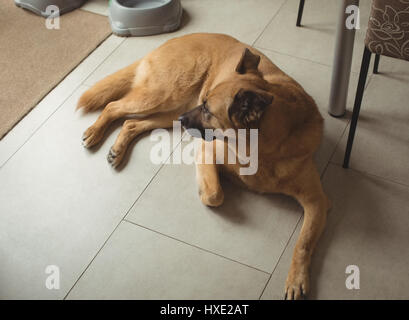 Erhöhte Ansicht des Hundes entspannend im Stock zu Hause Stockfoto