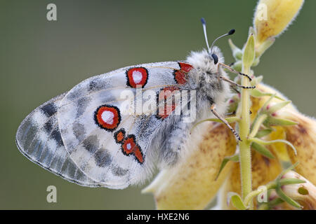 Roter Berg Apollo (Apollo schon) ruht auf der Blüte von Digitalis Lutea, der Stroh Fingerhut. Stockfoto