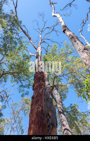 Mundaring Weir Reservoir Bereich, Western Australia, in der Nähe von Perth. Stockfoto