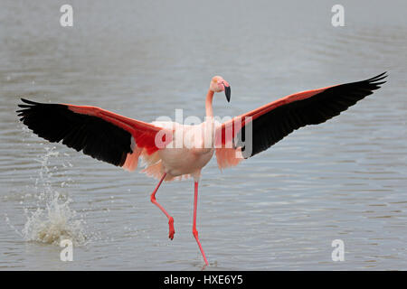 Rosaflamingo kommen ins Land genommen in der Camargue-France Stockfoto