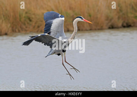 Graureiher kommen ins Land genommen in der Camargue-France Stockfoto