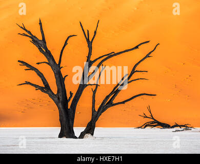 Tot Camelthorn Bäume und roten Dünen in Deadvlei, Sossusvlei, Namib-Naukluft-Nationalpark, Namibia Stockfoto