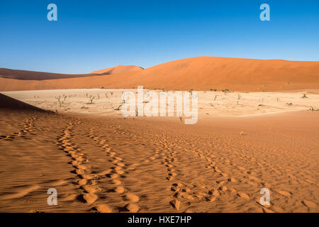 Tot Camelthorn Bäume und roten Dünen in Deadvlei, Sossusvlei, Namib-Naukluft-Nationalpark, Namibia Stockfoto