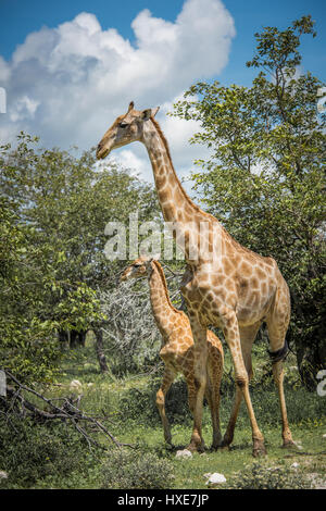 Giraffen im Etosha Nationalpark, Namibia Stockfoto