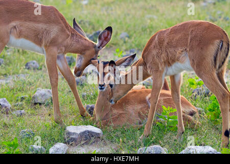 Eine Gruppe von Impala oder Rooibok Aepyceros melampus Stockfoto