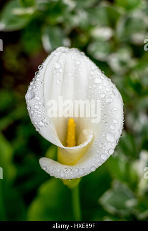 Stock Foto von weißen Calla Lilie mit Wassertropfen (Regentropfen) in einem Garten mit soft-Fokus-Hintergrund aus grünen Blättern von oben gesehen Stockfoto