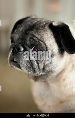 MOPS Stockfoto