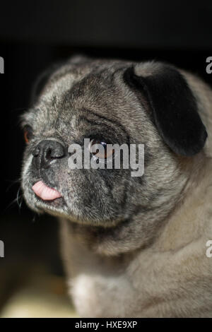 MOPS Stockfoto