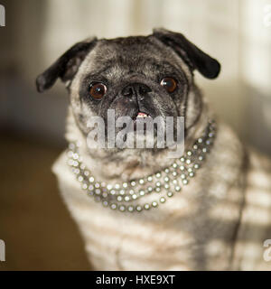 MOPS Stockfoto