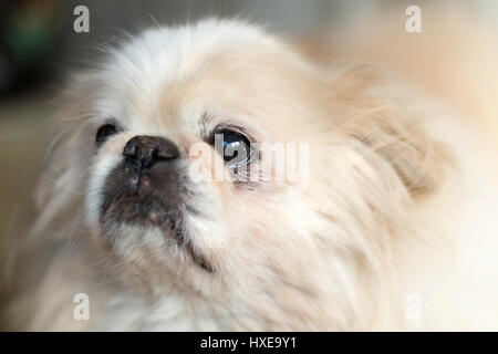 Weiße Pekingese Stockfoto