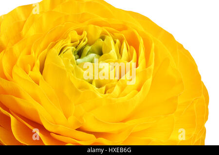 Gelber Hahnenfuß auf weißem Hintergrund geöffnet. Closeup Stockfoto