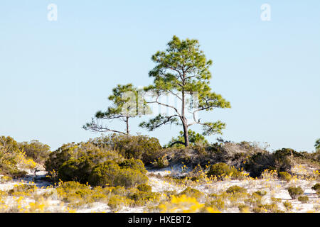 Naturlandschaft an Floridas Golfküste. Stockfoto