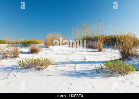 Naturlandschaft an Floridas Golfküste. Stockfoto