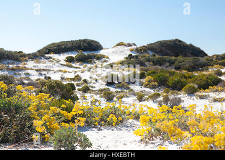 Sanddünen und natürlichen Lebensraum an Floridas Golfküste. Stockfoto