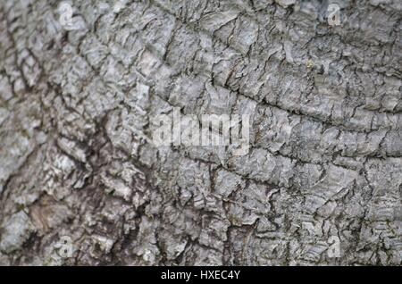 Banane-Baumstamm im Detail aus Holz Textur Stockfoto