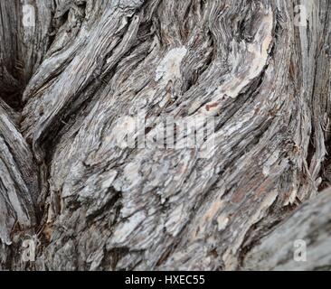 Nahaufnahme der Holzstruktur Rinde der Flaschenbürste Baum Stockfoto