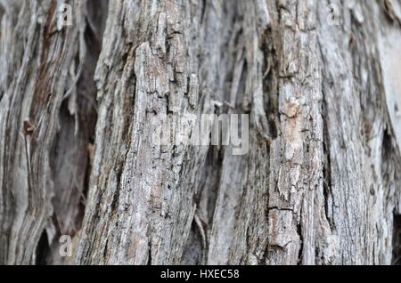 Nahaufnahme der Holzstruktur Rinde der Flaschenbürste Baum Stockfoto