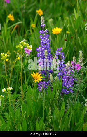 Rocky Mountain Wildblumen im Yellowstone-Nationalpark, Wyoming, Vereinigte Staaten von Amerika, im Sommer 2016 Stockfoto