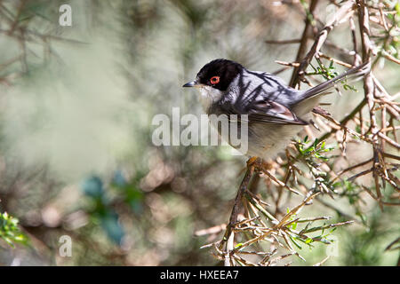 Samtkopfgrasmücke, (Sylvia Melanocephala), Männlich, Akamas-Halbinsel, Zypern. Stockfoto