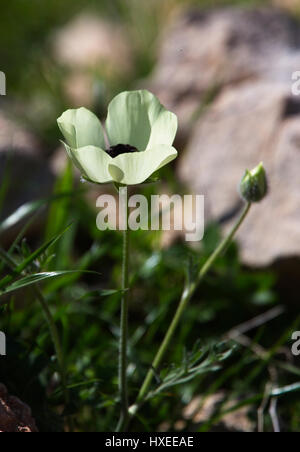 Persian Buttercup oder Turban Hahnenfuß, (Ranunculus Asiaticus), Akamas-Halbinsel, Zypern. Stockfoto