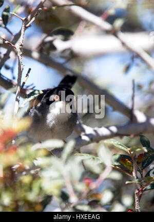 Samtkopfgrasmücke, (Sylvia Melanocephala), Männlich, Akamas-Halbinsel, Zypern. Stockfoto